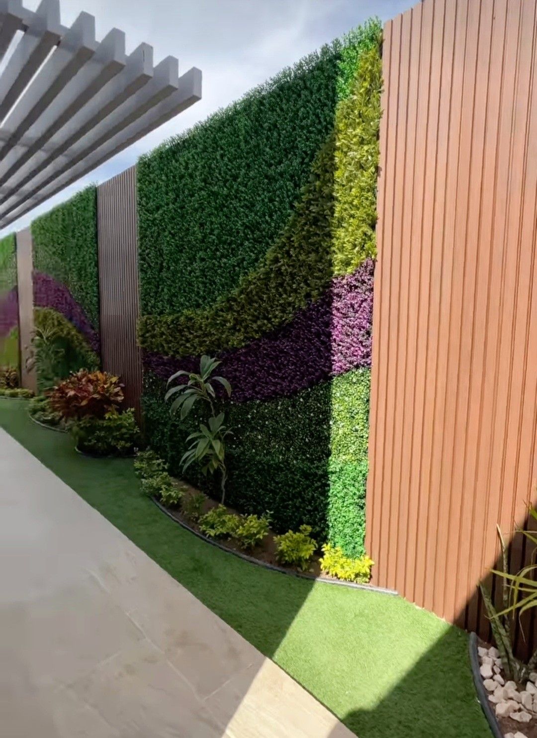 ARRAYAN MORADO FOLLAJE