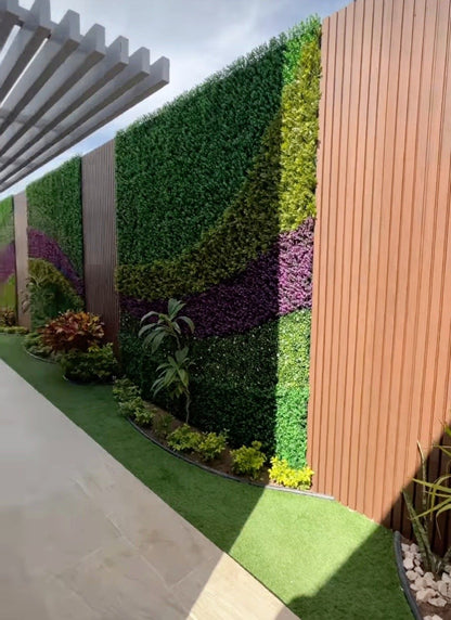 ARRAYAN MORADO FOLLAJE