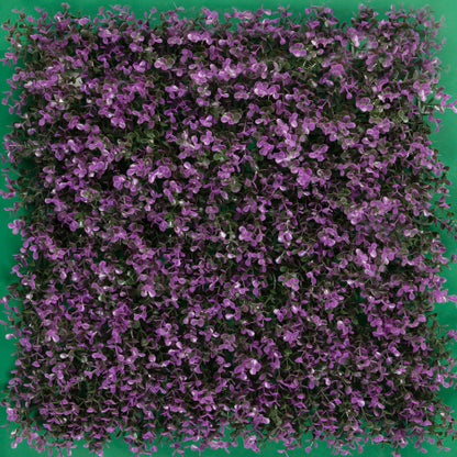 ARRAYAN MORADO FOLLAJE